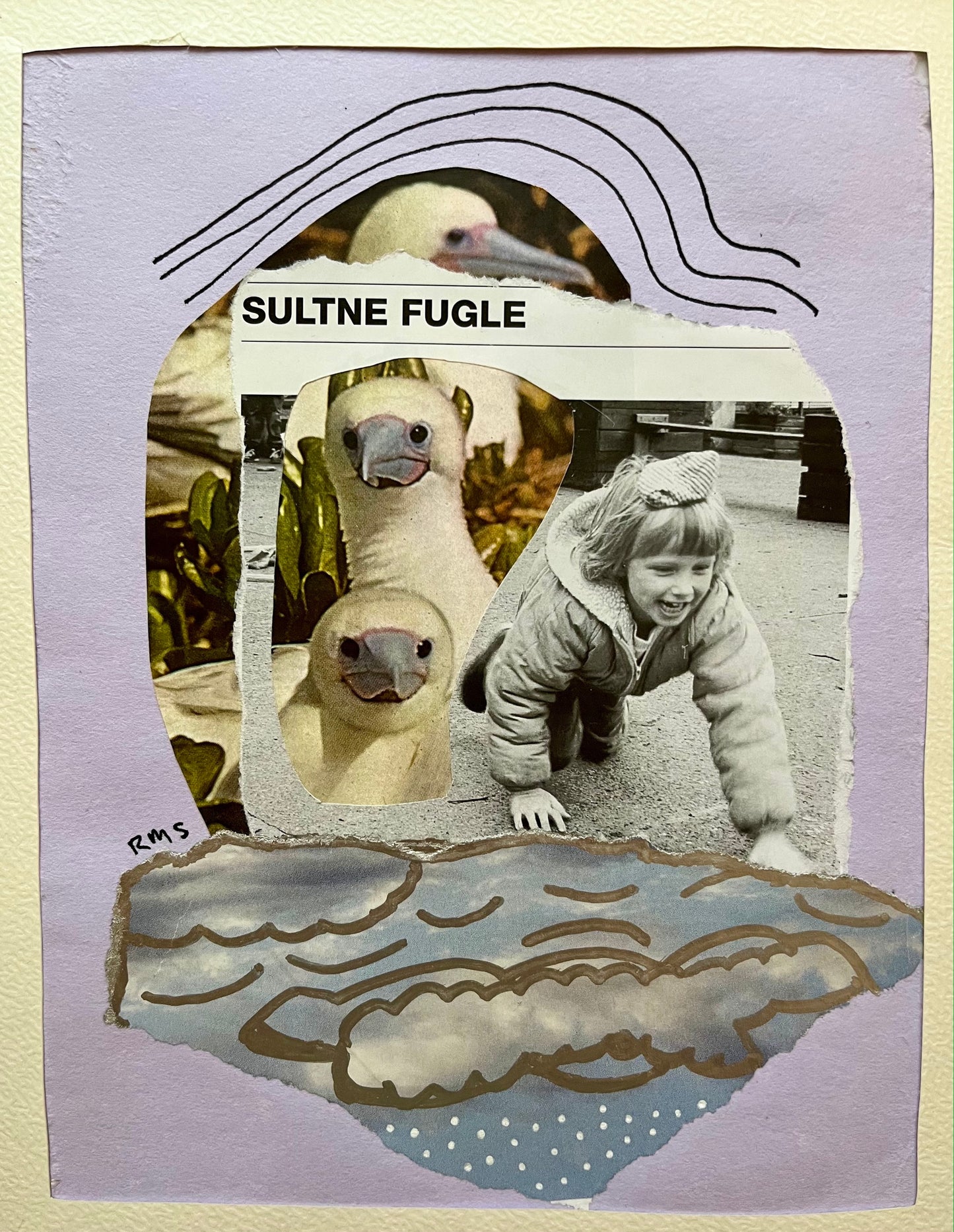 Sultne fugle